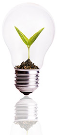 Seedling inside lightbulb