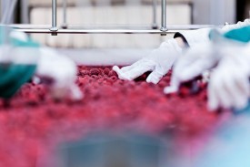 frozen raspberry processing